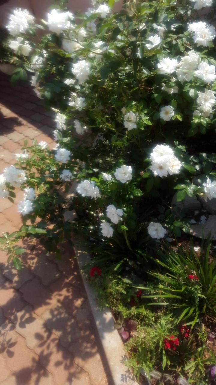 Tintech Bed & Breakfast Francistown Exterior photo